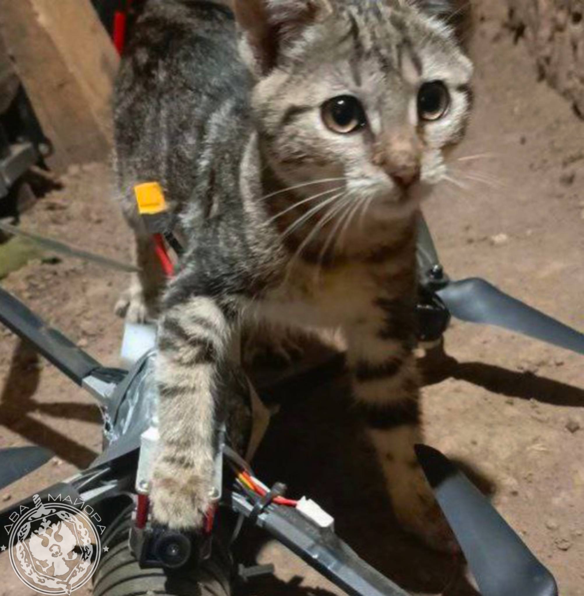 Два майора: Рубрика «Будни солдата» Два майора: Рубрика «Будни солдата»