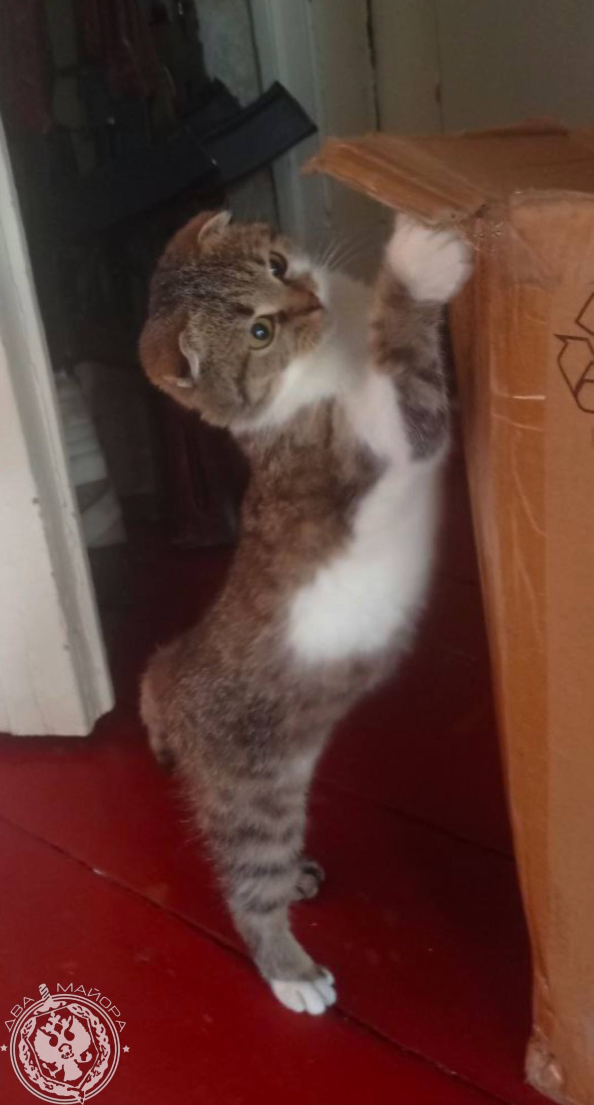 Два майора: Рубрика «Будни солдата» Два майора: Рубрика «Будни солдата»