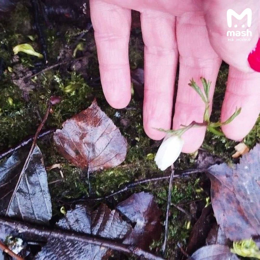 Подснежник в декабре н-н-нада? Зима за вас уже ответила и принесла белый бутончик в Шуваловский парк Подснежник в декабре н-н-нада? Зима за вас уже ответила и принесла белый бутончик в Шуваловский парк