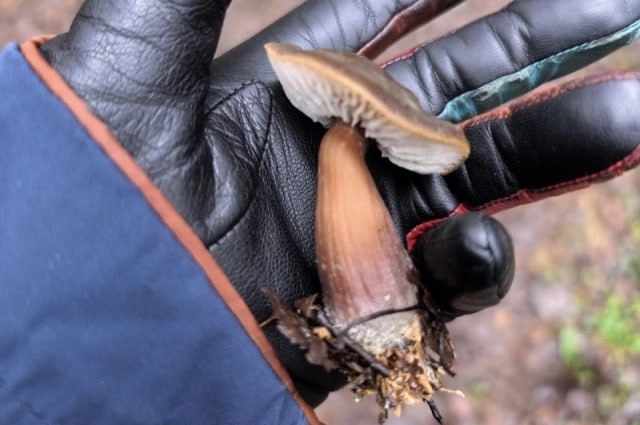 Как не остаться без урожая из-за тёплой зимы Как не остаться без урожая из-за тёплой зимы