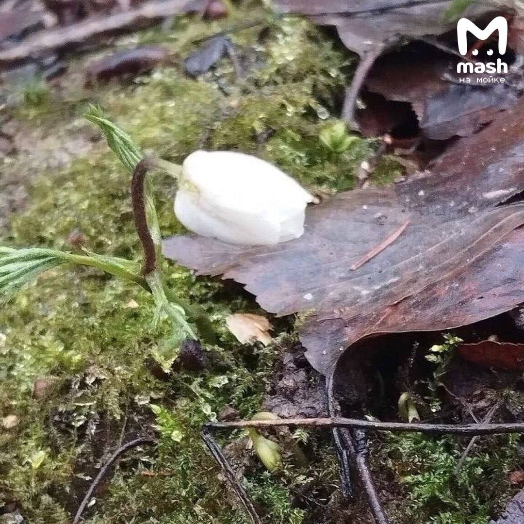 Подснежник в декабре н-н-нада? Зима за вас уже ответила и принесла белый бутончик в Шуваловский парк