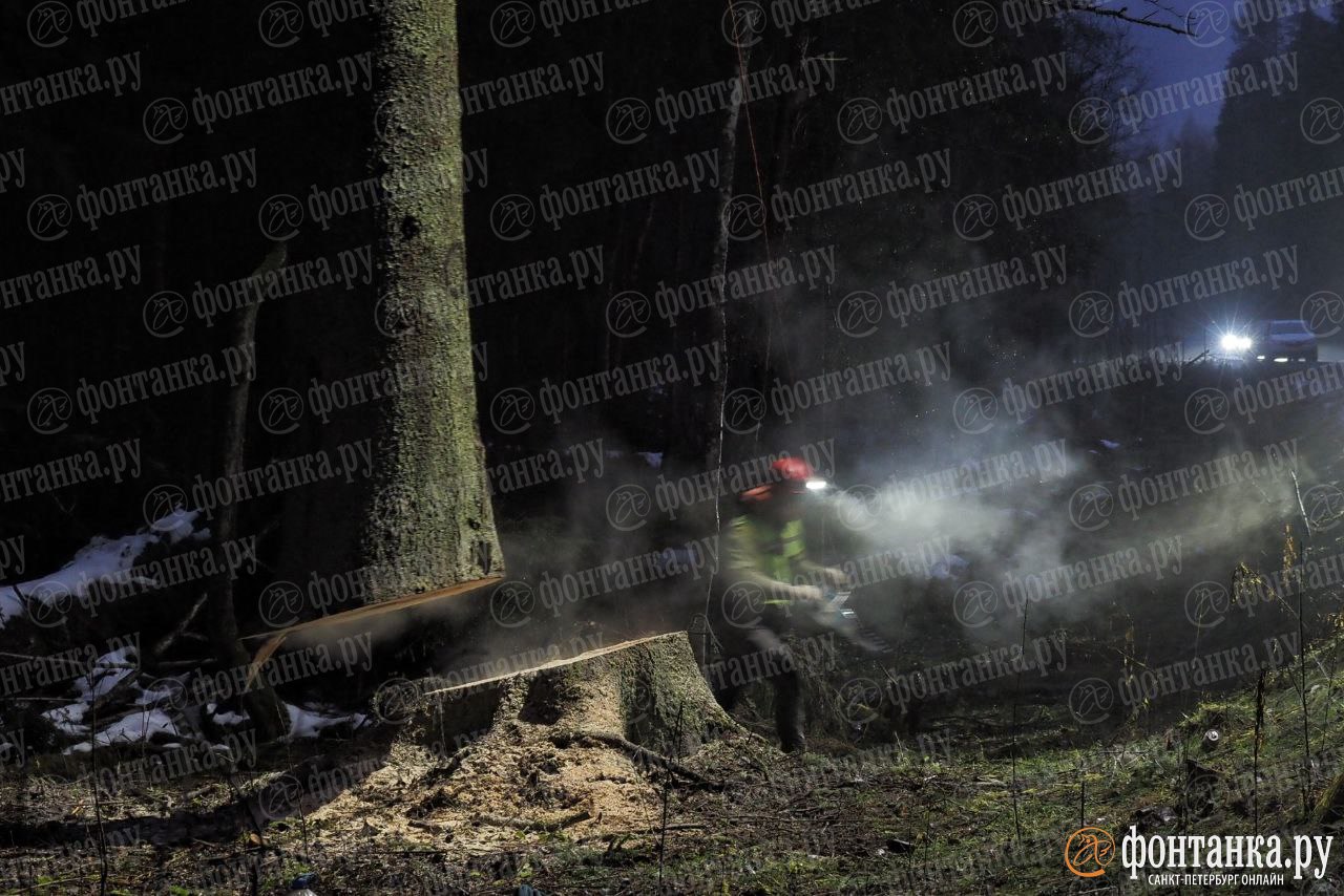 Главную ель Петербурга спилили Главную ель Петербурга спилили