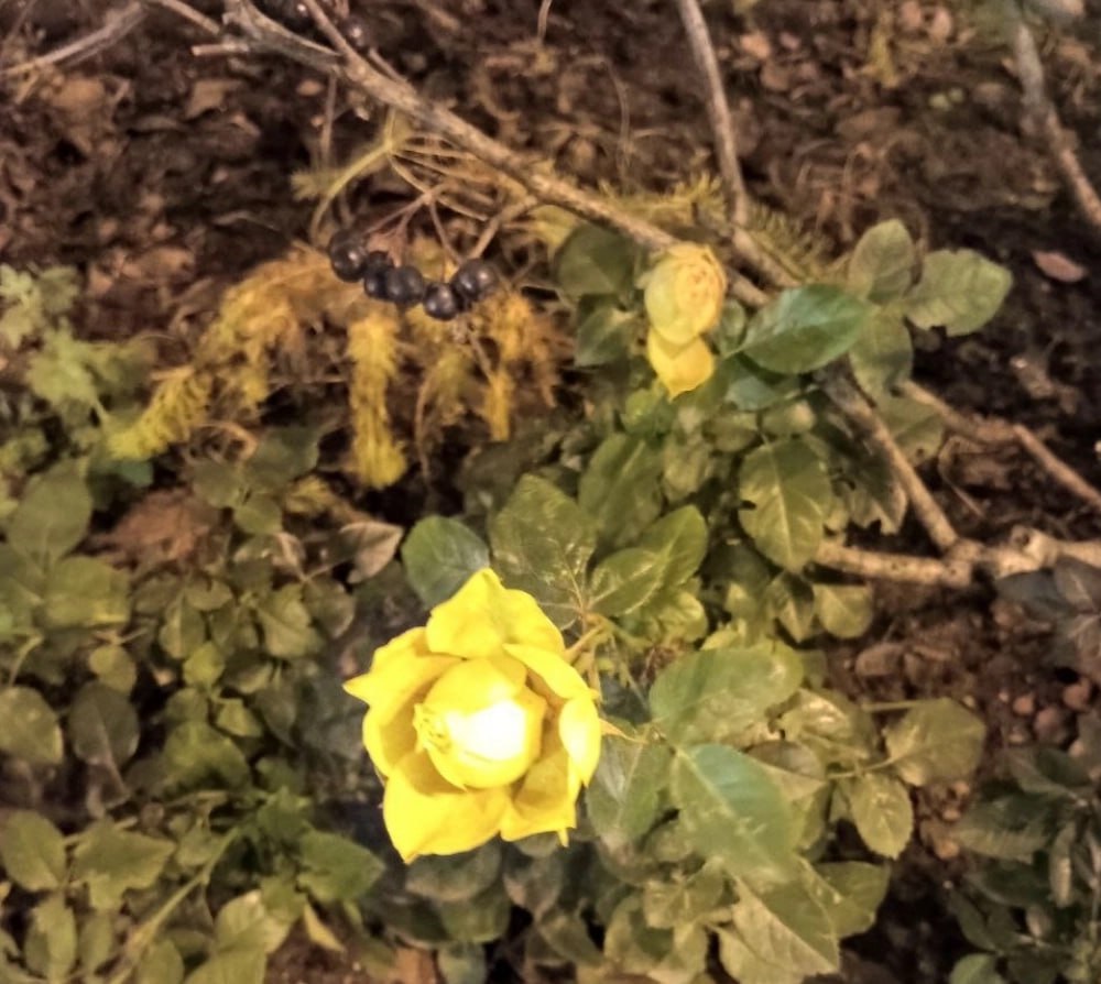 Как не остаться без урожая из-за тёплой зимы