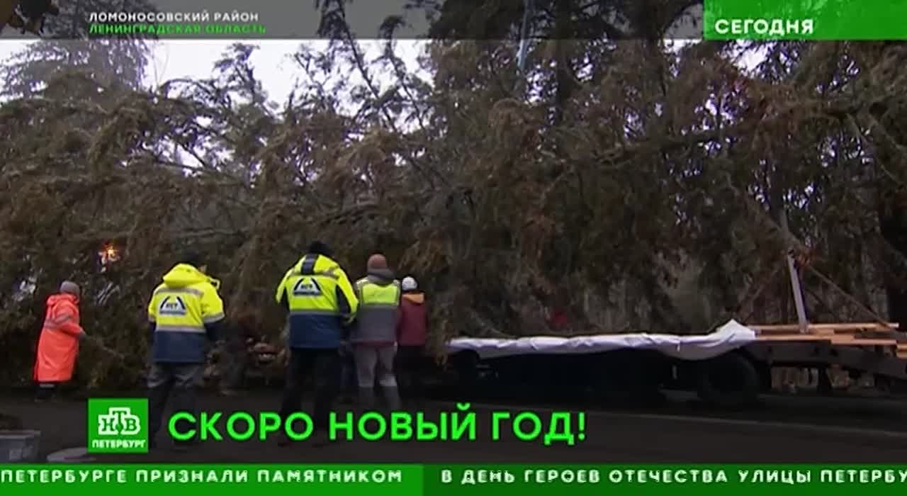 В Ломоносовском районе Ленобласти спилили главную новогоднюю ель Петербурга