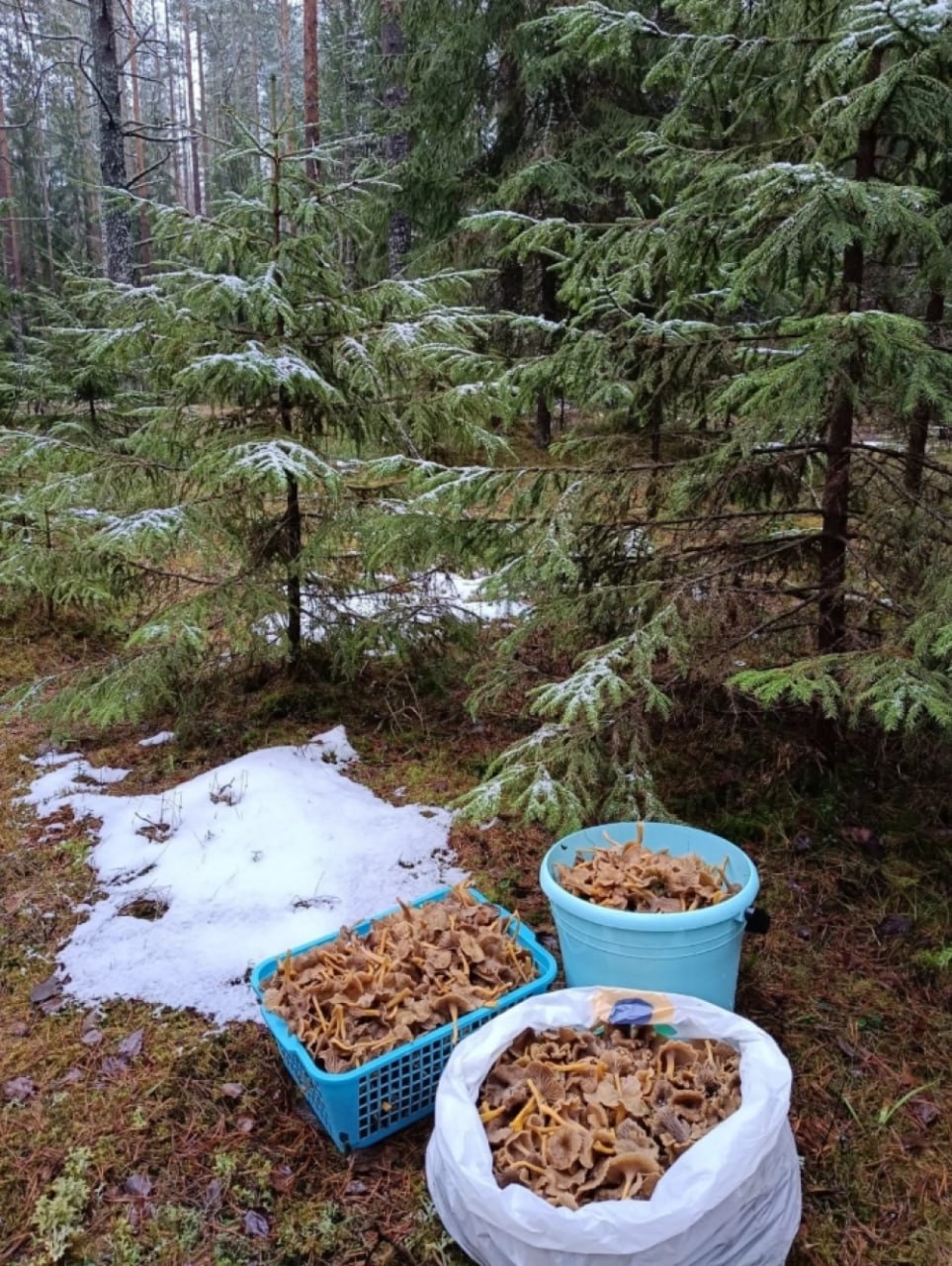 Как не остаться без урожая из-за тёплой зимы Как не остаться без урожая из-за тёплой зимы