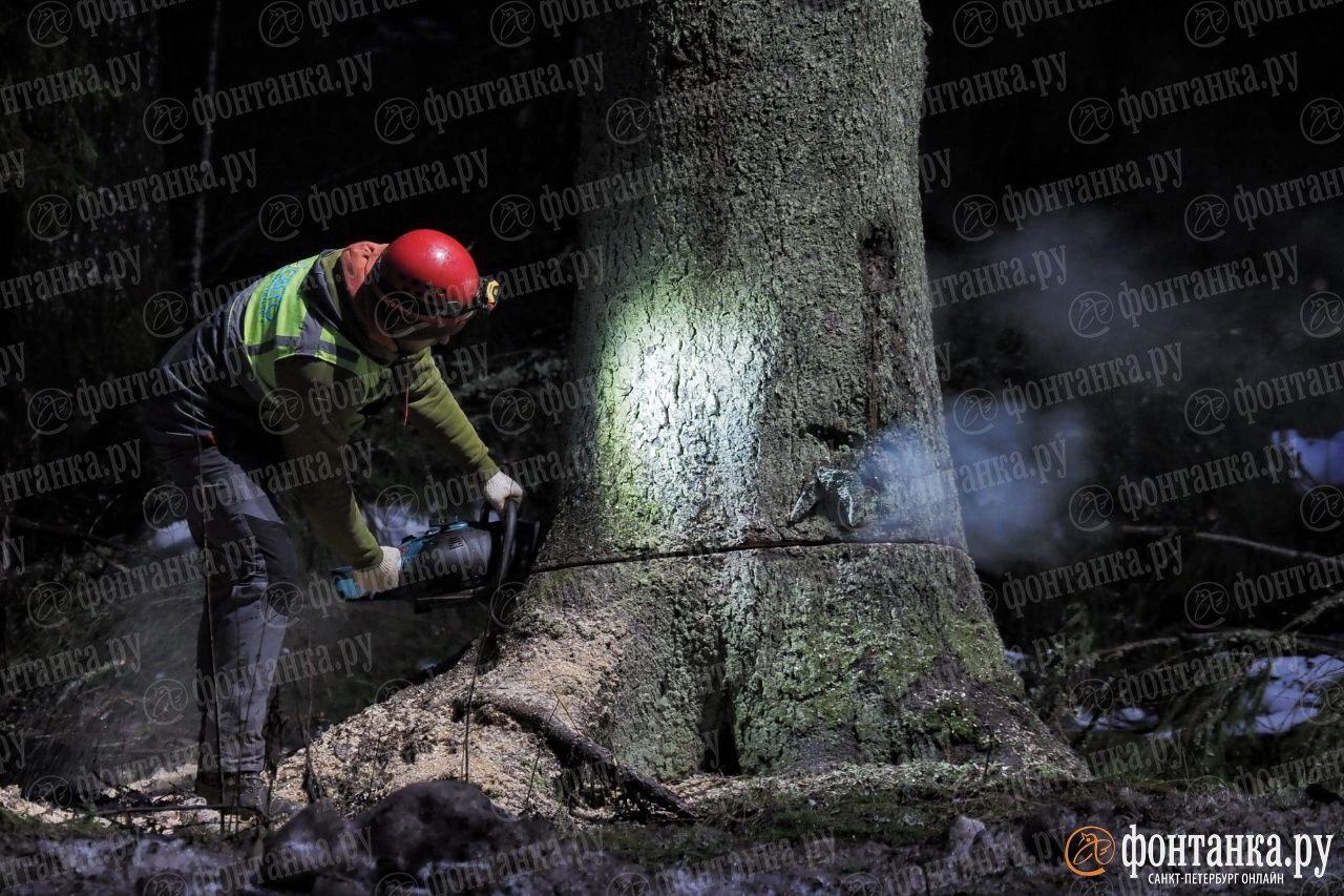 Главную ель Петербурга спилили