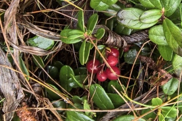 Как не остаться без урожая из-за тёплой зимы Как не остаться без урожая из-за тёплой зимы