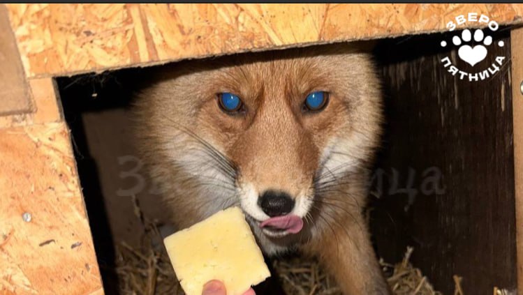 Потеряшка Кира нашлась. Умная лисонька не убежала далеко, пряталась поблизости