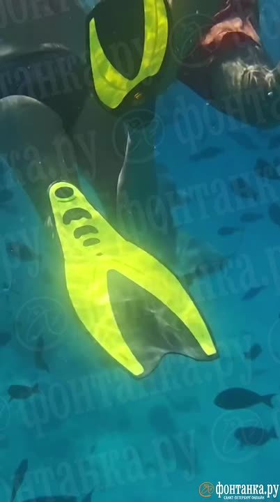 Акула-нянька покусала петербурженку на Мальдивах во время экскурсии