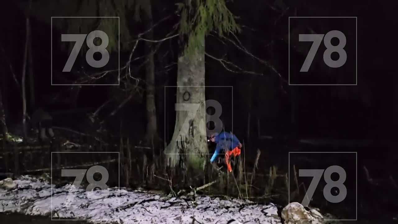 Главная петербургская ель готовится сиять