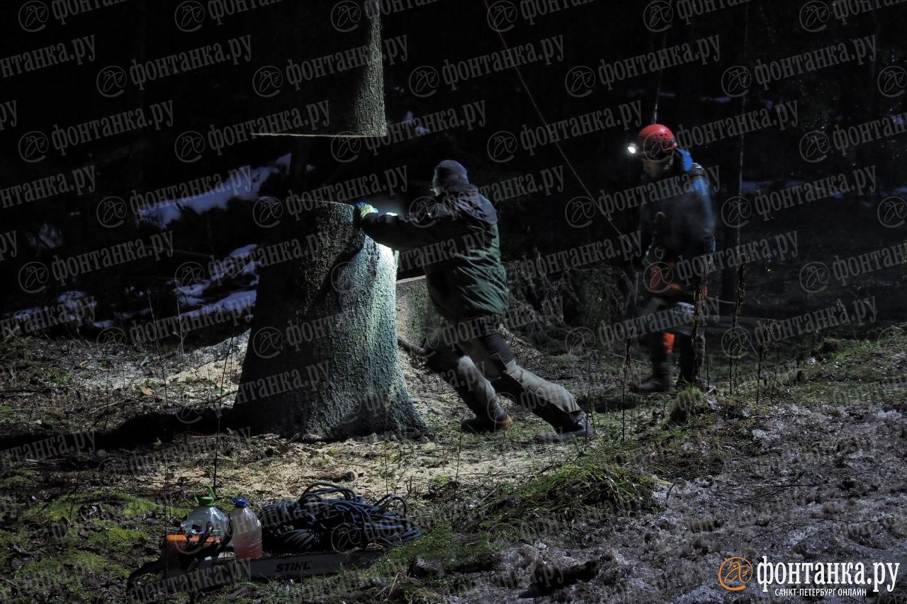 Главную ель Петербурга спилили Главную ель Петербурга спилили