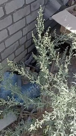 Вот такие мины разбрасывают ВСУшники