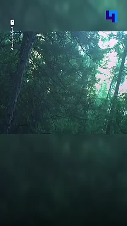 «Косолапый оператор»: медведь случайно настроил фотоловушку и помог ученым снять редкие кадры