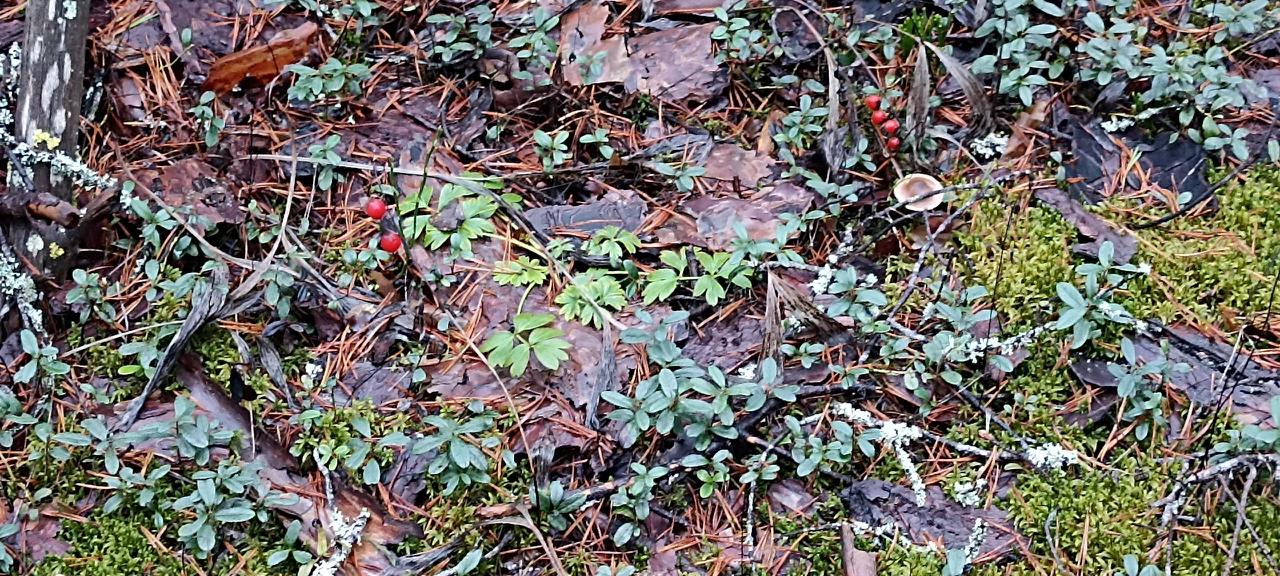 Ученые займутся спасением краснокнижных прострелов в Ленобласти Ученые займутся спасением краснокнижных прострелов в Ленобласти