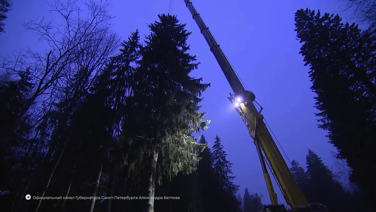 В Ленобласти срубили главную новогоднюю ель Петербурга