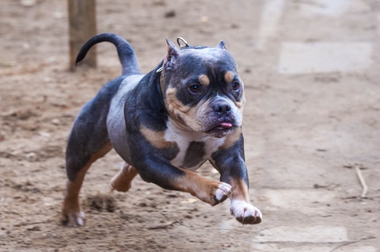 Петербургские депутаты поддержали повышение штрафов за нападение собак на людей