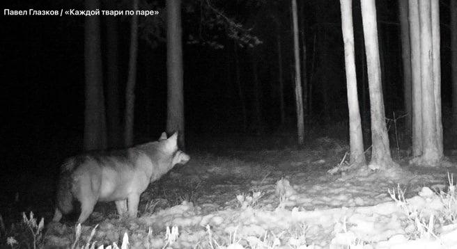 Хотите знать, как будете выглядеть после новогодних праздников? Волк-колобок из Всеволожского района Ленобласти знает Хотите знать, как будете выглядеть после новогодних праздников? Волк-колобок из Всеволожского района Ленобласти знает