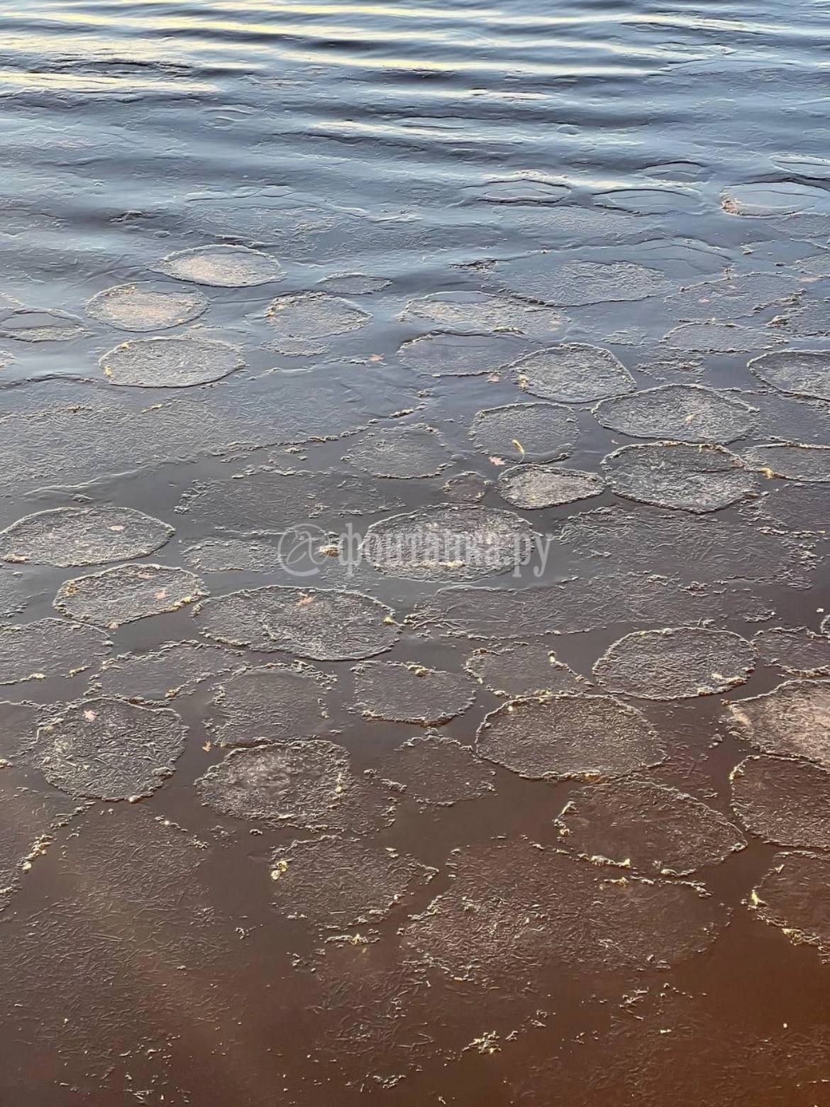 Мороз напек «блинчиков» на глади Финского залива, заметили читатели «Фонтанки» Мороз напек «блинчиков» на глади Финского залива, заметили читатели «Фонтанки»