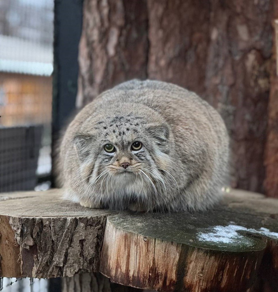 Юлия Витязева: Фото, которое до весны должно висеть на каждом холодильнике с целью отбивать охоту устраивать ночной донор