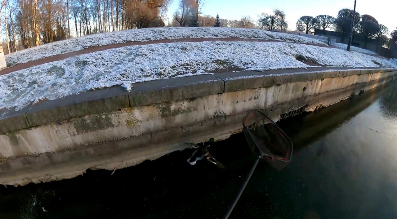 В выходные сотрудники «Кошкиспаса» помогли шести уткам в Петербурге и Ленобласти В выходные сотрудники «Кошкиспаса» помогли шести уткам в Петербурге и Ленобласти