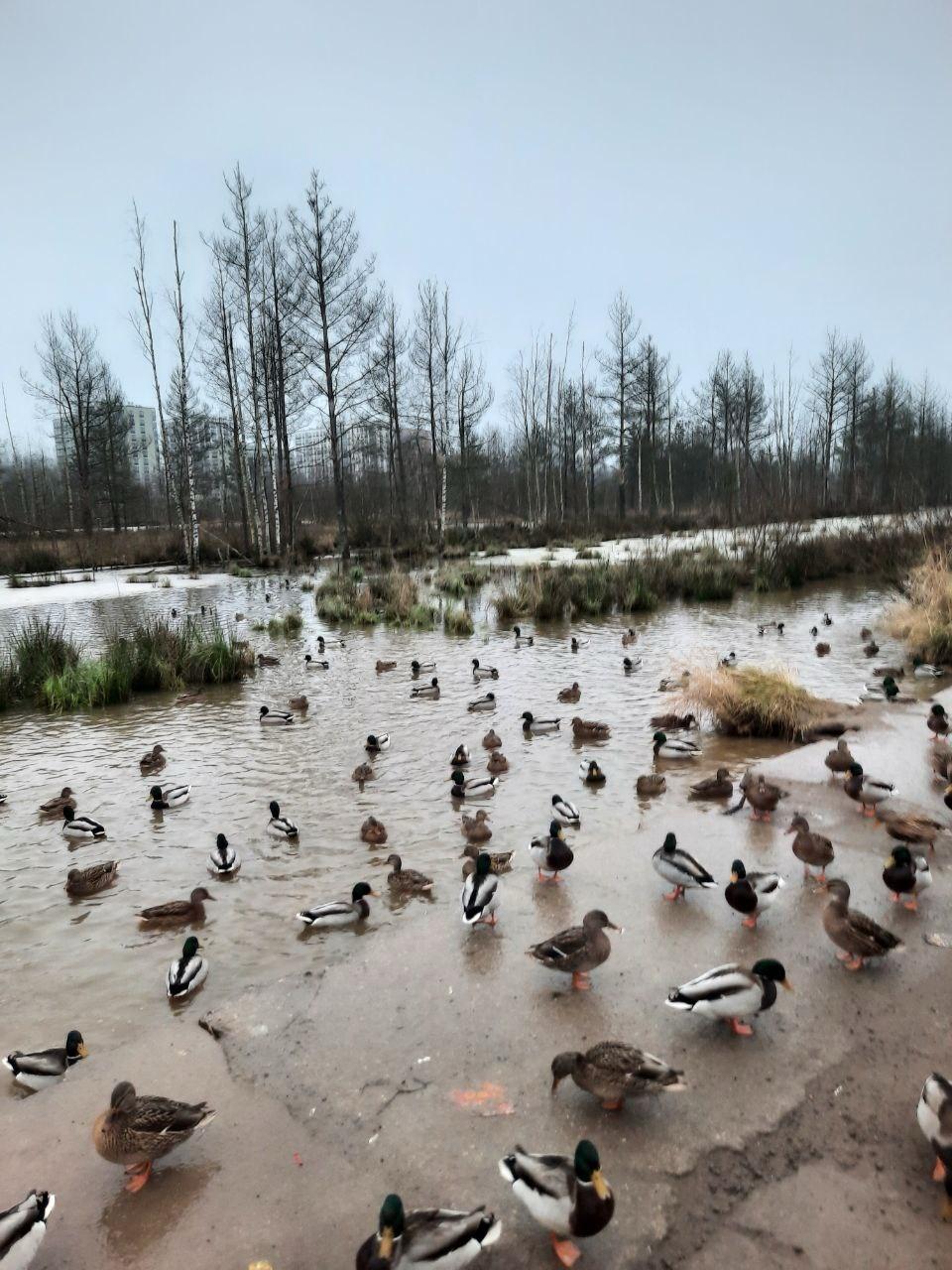 В выходные сотрудники «Кошкиспаса» помогли шести уткам в Петербурге и Ленобласти