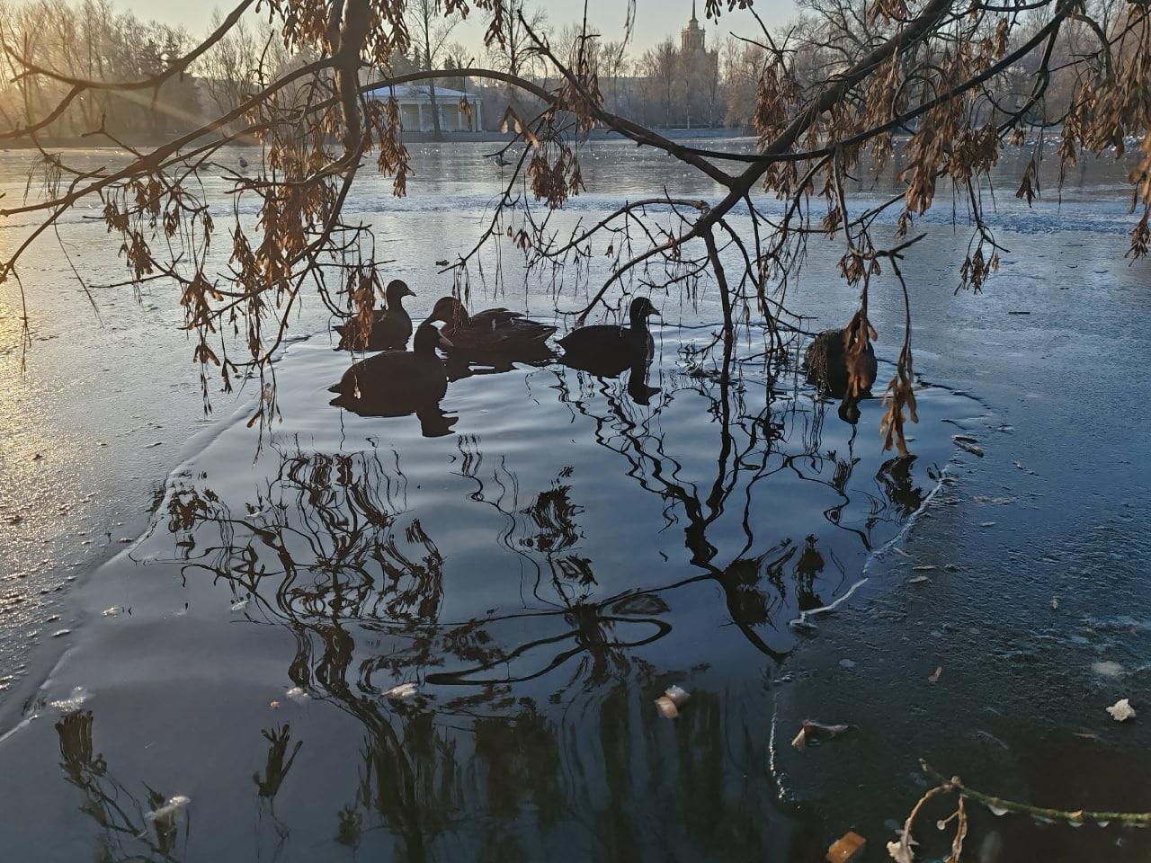 В выходные сотрудники «Кошкиспаса» помогли шести уткам в Петербурге и Ленобласти В выходные сотрудники «Кошкиспаса» помогли шести уткам в Петербурге и Ленобласти