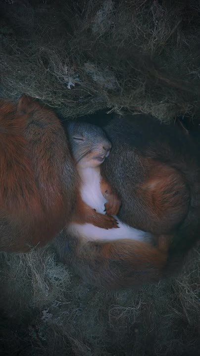 ������ ����, ������! �������� ������ ������� ����