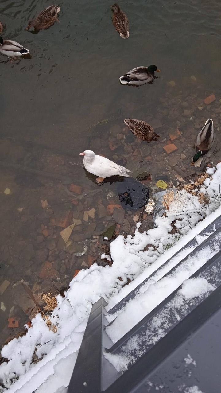 В выходные сотрудники «Кошкиспаса» помогли шести уткам в Петербурге и Ленобласти В выходные сотрудники «Кошкиспаса» помогли шести уткам в Петербурге и Ленобласти