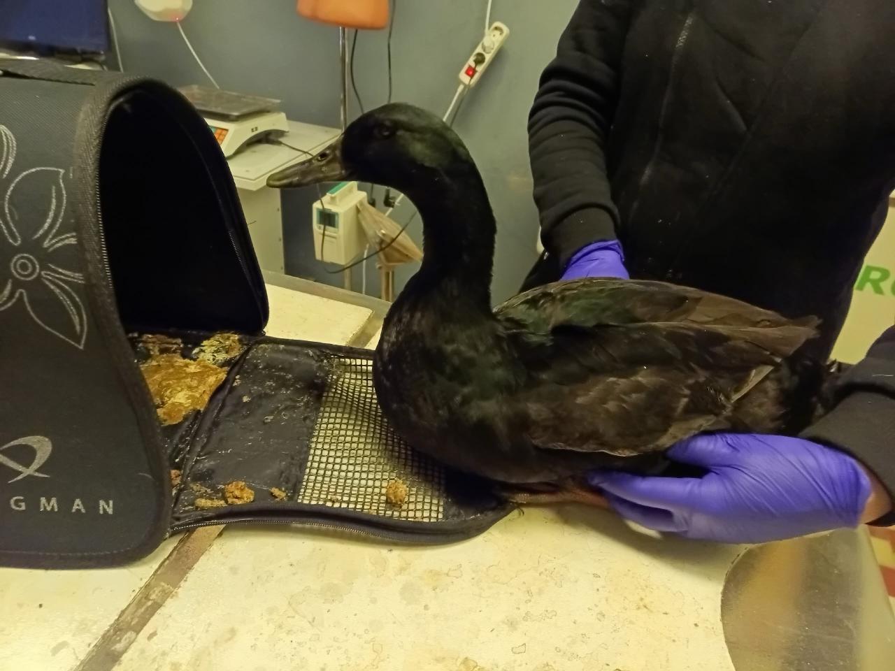 В выходные сотрудники «Кошкиспаса» помогли шести уткам в Петербурге и Ленобласти В выходные сотрудники «Кошкиспаса» помогли шести уткам в Петербурге и Ленобласти