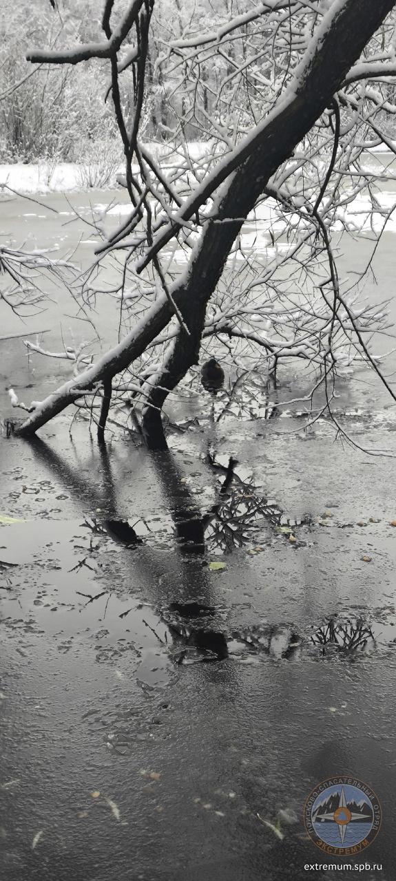 В выходные сотрудники «Кошкиспаса» помогли шести уткам в Петербурге и Ленобласти В выходные сотрудники «Кошкиспаса» помогли шести уткам в Петербурге и Ленобласти