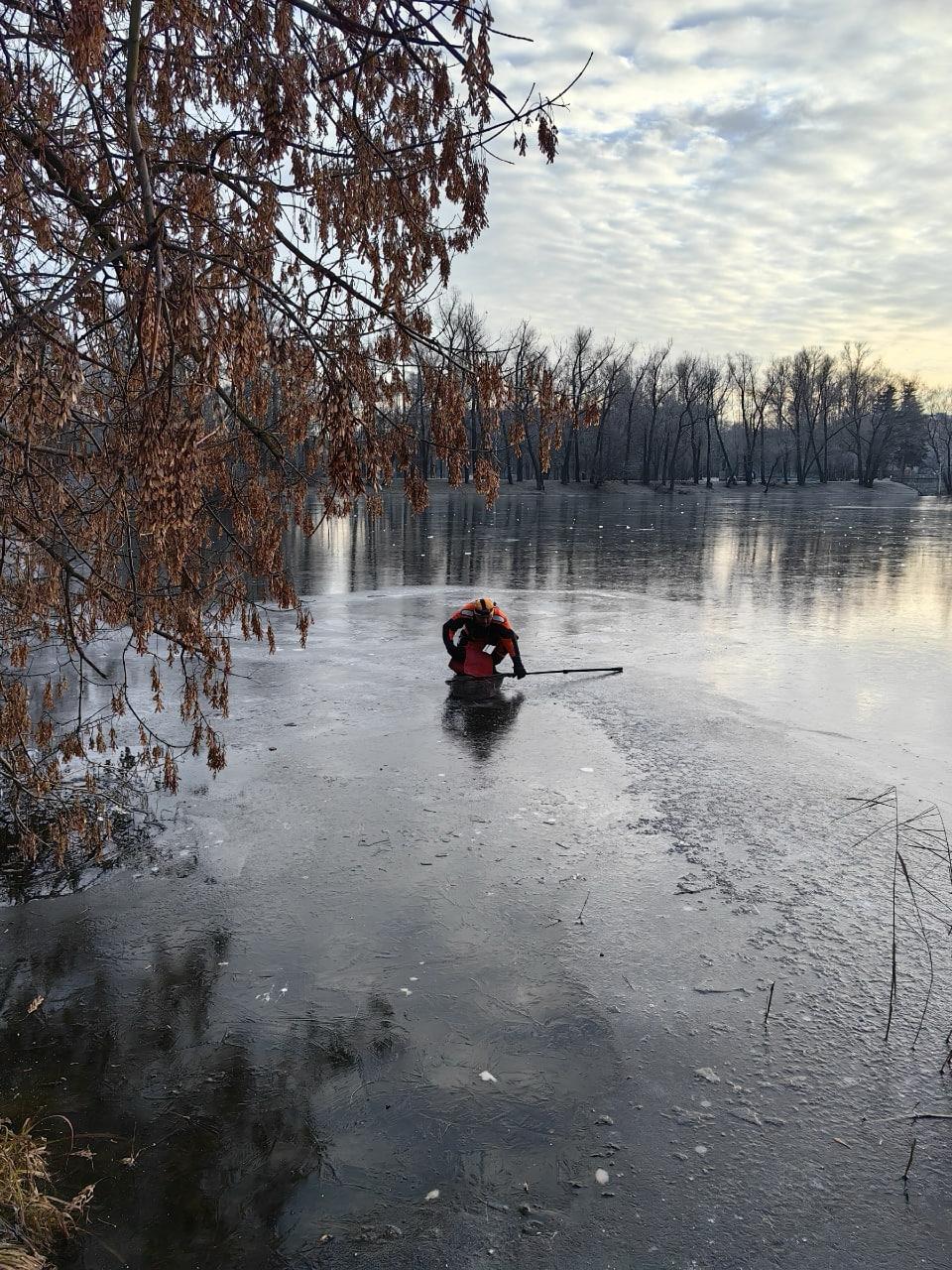 В выходные сотрудники «Кошкиспаса» помогли шести уткам в Петербурге и Ленобласти В выходные сотрудники «Кошкиспаса» помогли шести уткам в Петербурге и Ленобласти