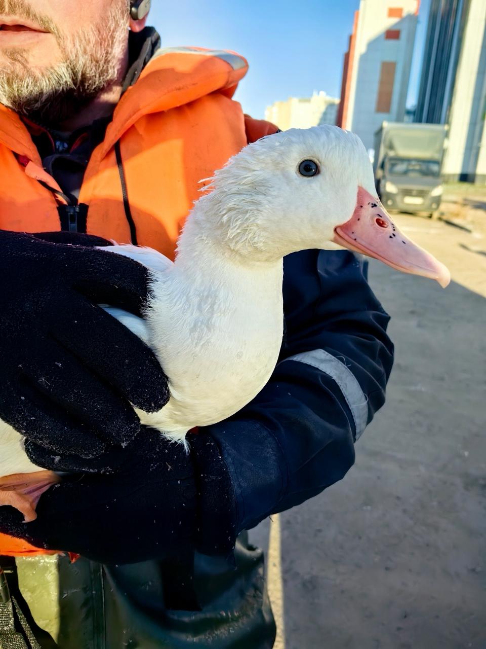В выходные сотрудники «Кошкиспаса» помогли шести уткам в Петербурге и Ленобласти В выходные сотрудники «Кошкиспаса» помогли шести уткам в Петербурге и Ленобласти