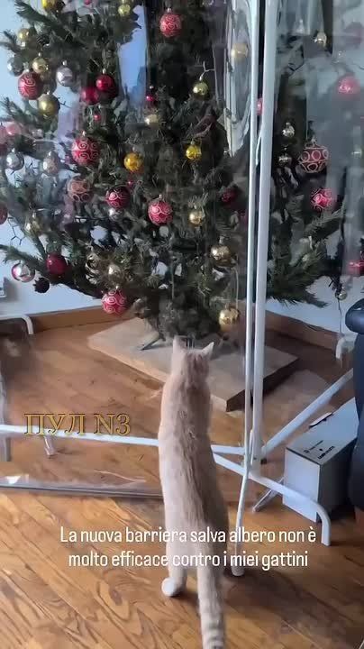 ������ ����������: ���� ����, �� ���� �����������