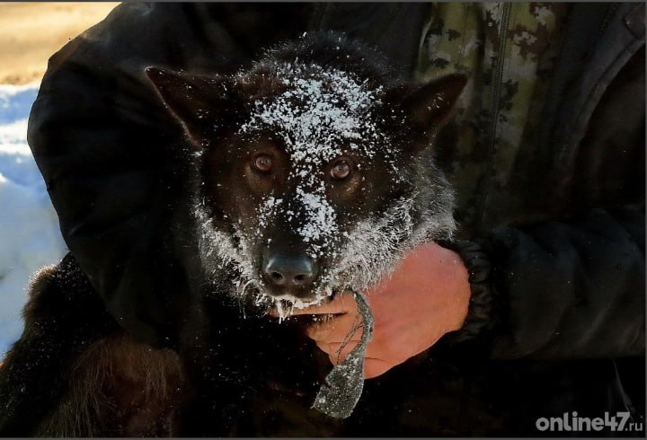 Ленинградские специалисты ежегодно вакцинируют более 75 тысяч домашних кошек и собак от бешенства