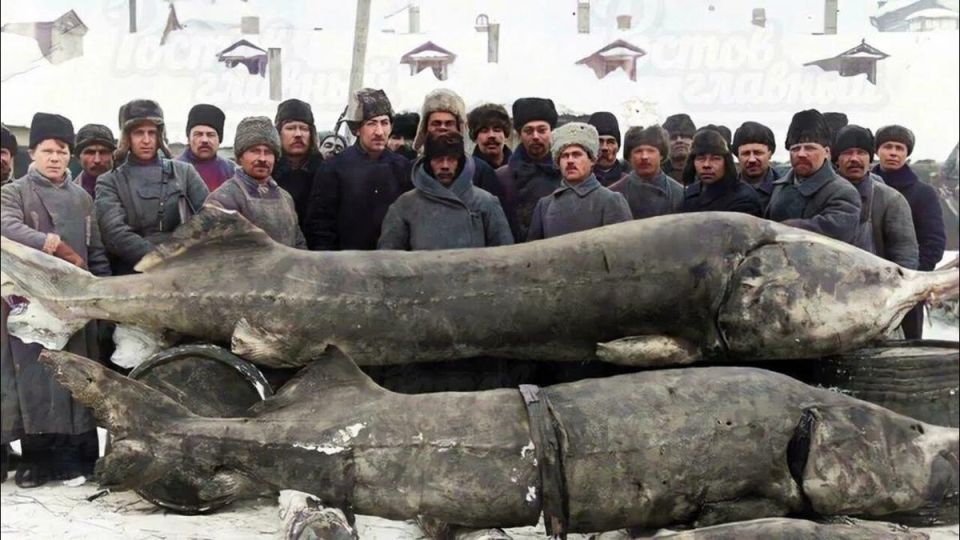 ������ ����������: �������� ��������������� �������