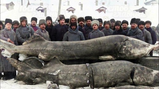 ������ ����������: �������� ��������������� �������