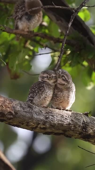 ����� ������ ���� ����, ������ ��� � ��������