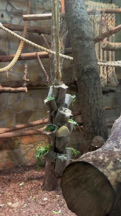 Питомцы Ленинградского зоопарка получили новогодние подарки от городских предприятий и МЧС