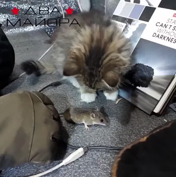 ��� ������: � ����������� ������� ��� ��������� �������