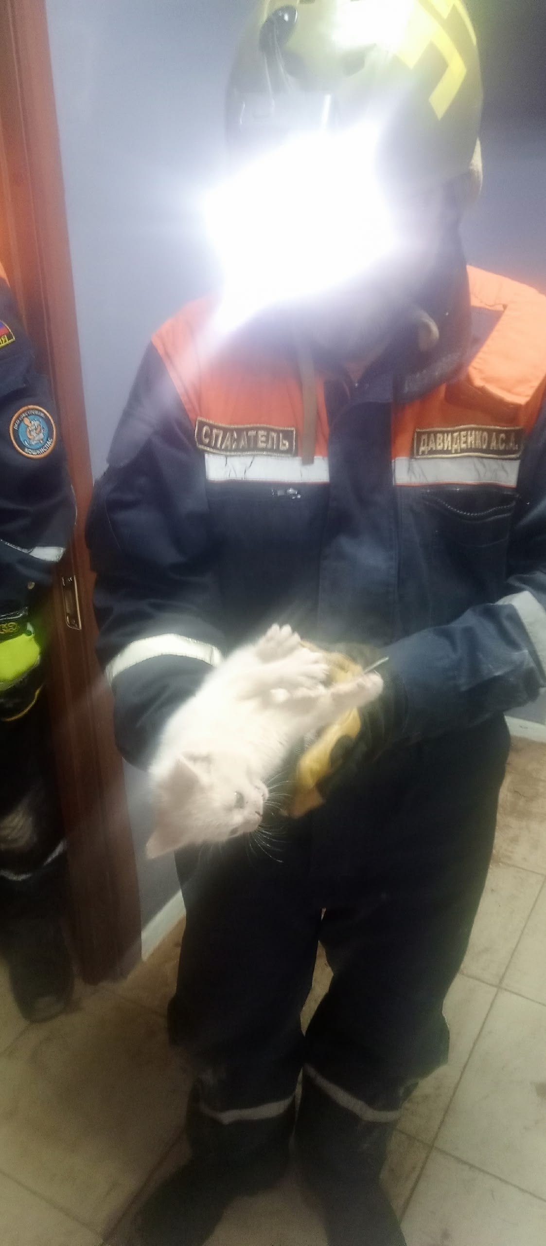 В Сертолово спасли котенка, просидевшего в стене подвала три дня В Сертолово спасли котенка, просидевшего в стене подвала три дня