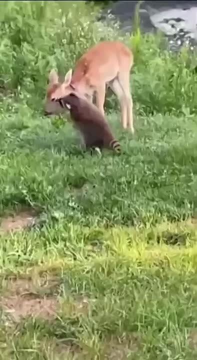 ������ ����, ������!. ������