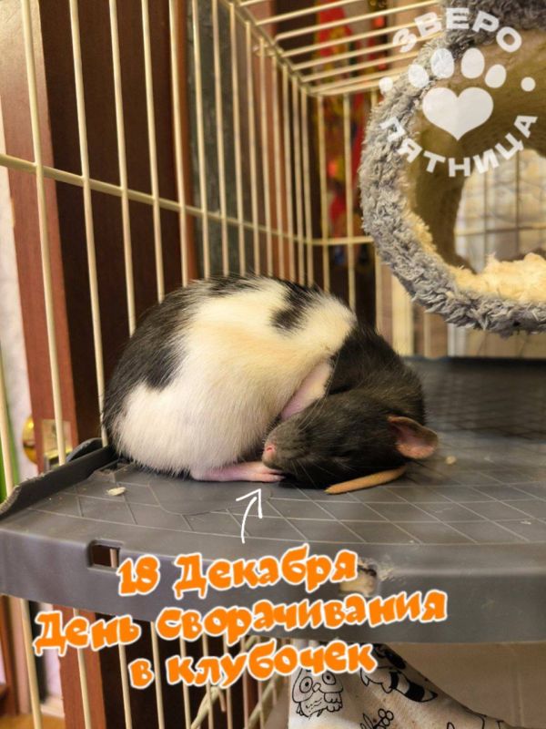 ������� ���� ������������ � ��������