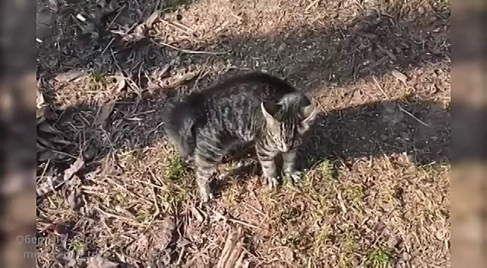 ��. ��������� - ����� ���� "