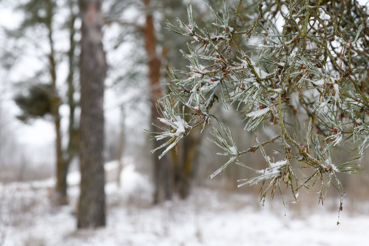Снежная ностальгия. Пока погода никак не устаканится, хочется сохранить эти редкие кадры красивой зимы Снежная ностальгия. Пока погода никак не устаканится, хочется сохранить эти редкие кадры красивой зимы