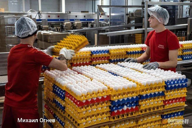 Рентабельность производства яиц в России за год сократилась в семь раз