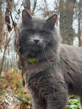 Два майора: Рубрика «Будни солдата»