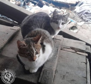 ��� ������: ������� ������ �������