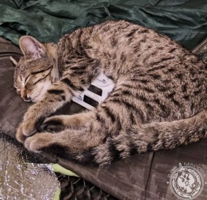 Два майора: Рубрика «Будни солдата»