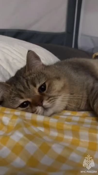 #���_���������� �������������: �� ���������� ���� "������-�������� ����", 25 ������� � �����-���������� ��������� ������ � ���� ������� ����� � �����, ������� ������ ����� �� 17 �/�, �� ������� ����������