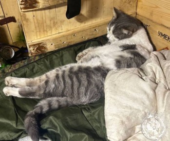 ��� ������: ������� ������ �������